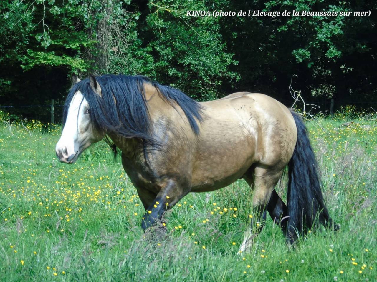 Grand Gypsy Cob TGCA
