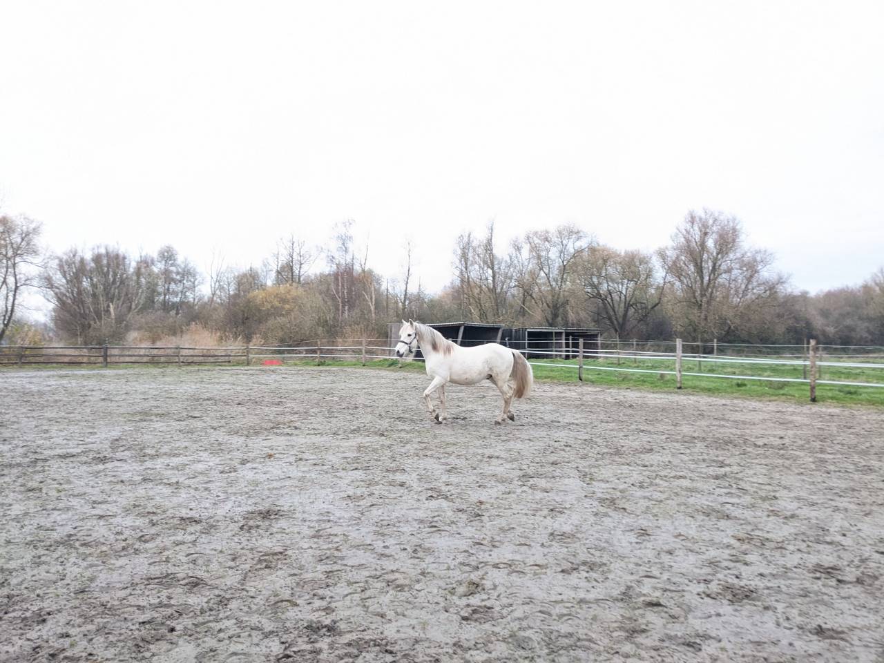 Cheval Espagnol ONC Hongre