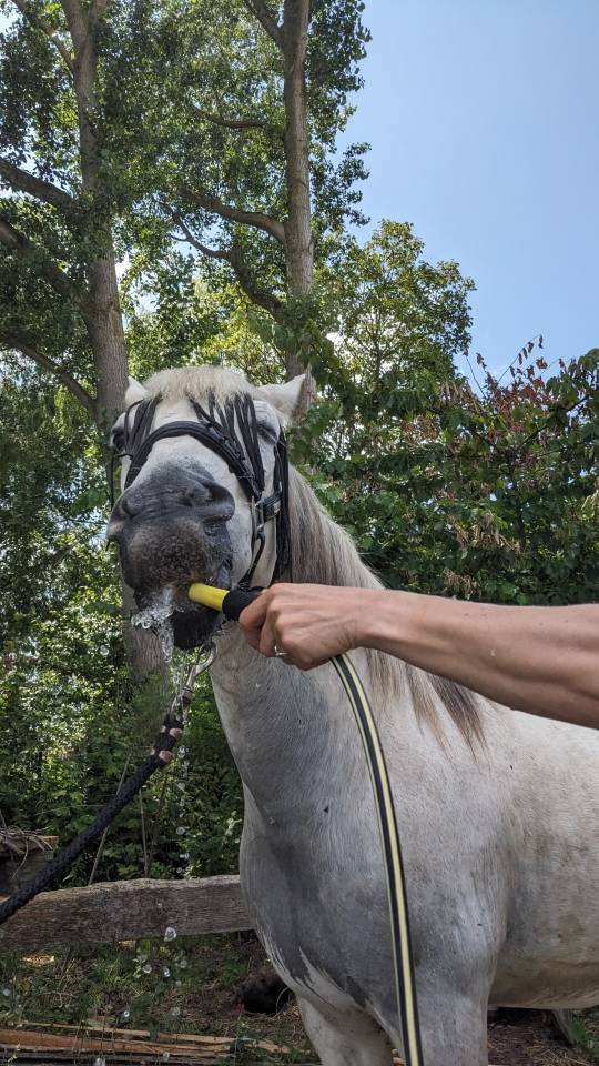 Cheval Espagnol ONC Hongre