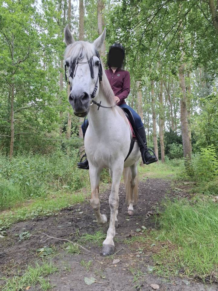 Cheval Espagnol ONC Hongre