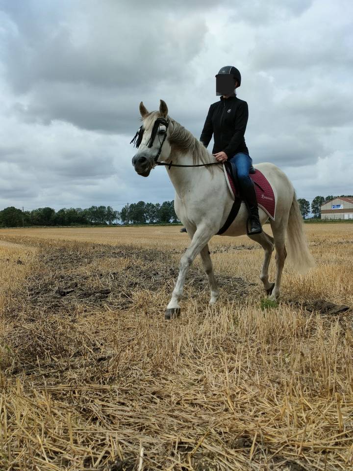 Cheval Espagnol ONC Hongre