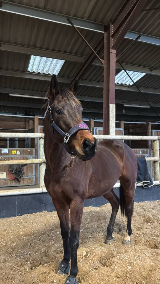 Royal head - Pouliche PSA