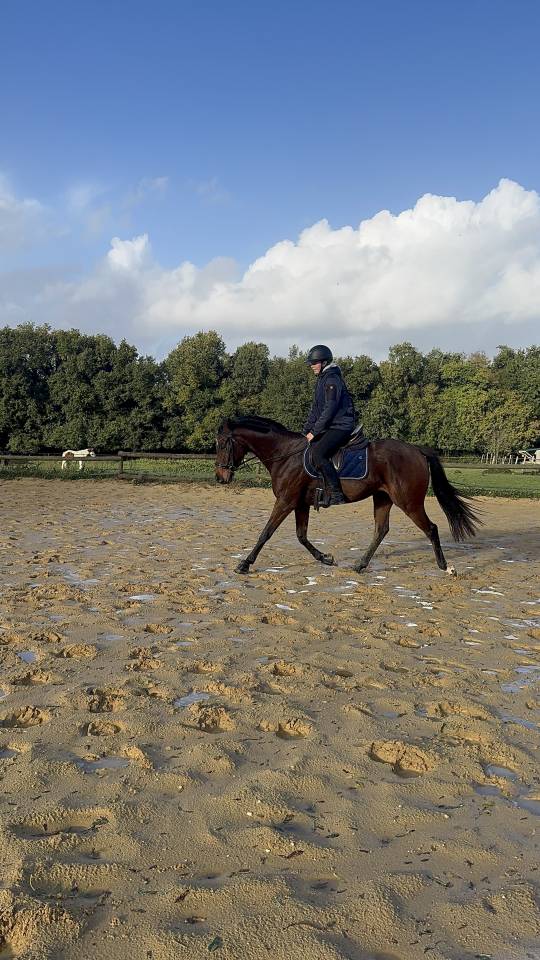 Royal head - Pouliche PSA