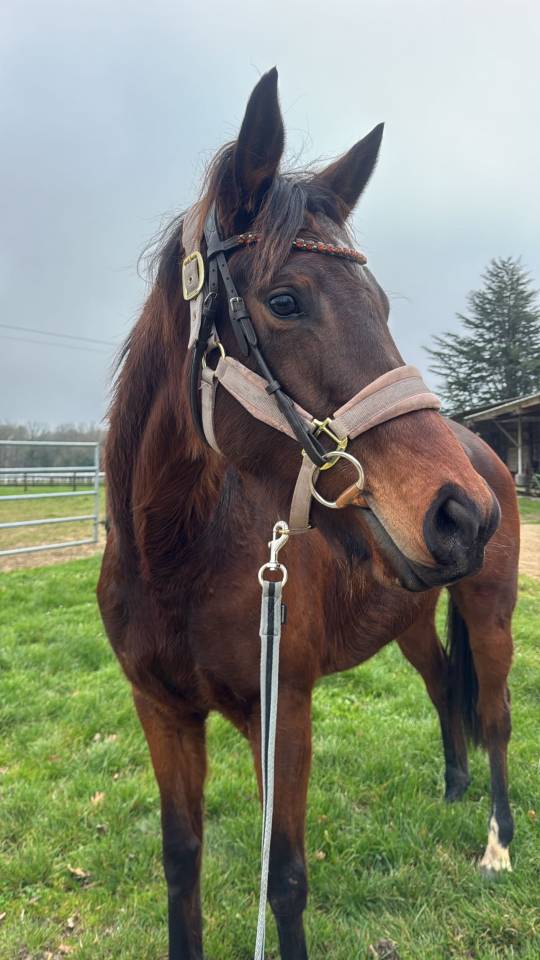 Royal head - Pouliche PSA