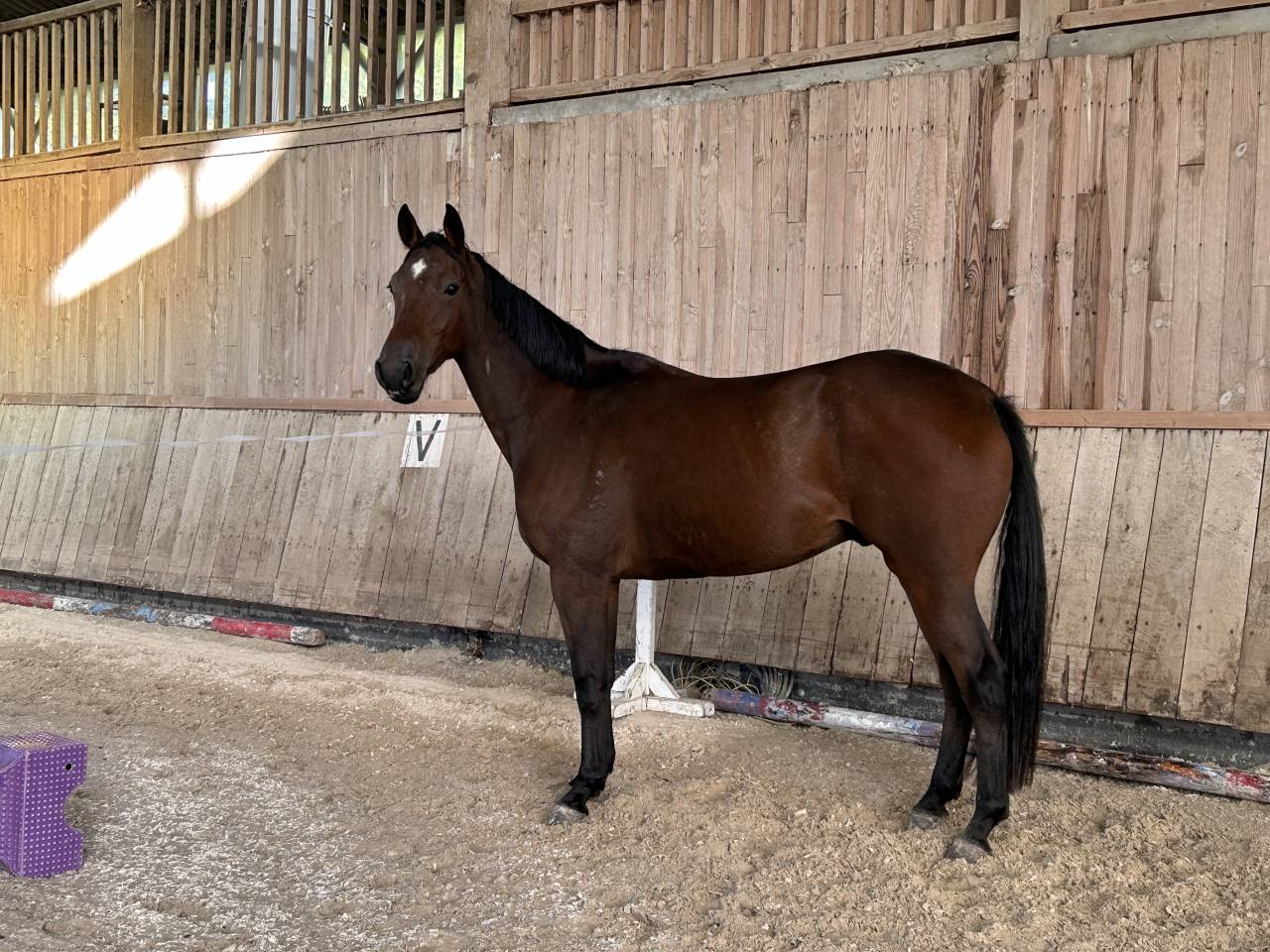  4 ans tr&egrave;s gentil id&eacute;al cheval de famille