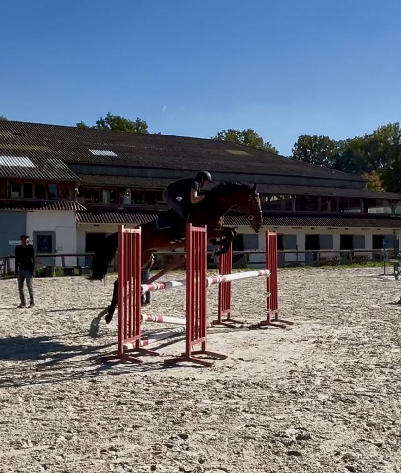 Tr&egrave;s bon cheval 4 ans