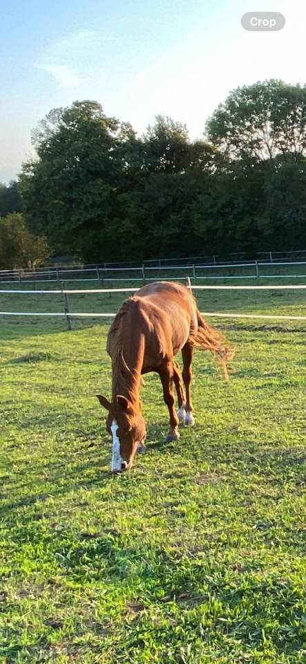 Jument pur sang arabe CEI 2*