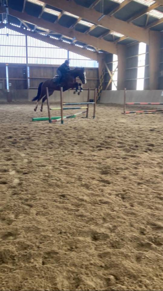 Mustang de Molion, Cheval sport, 4 ans, Bai; SF, 1.72