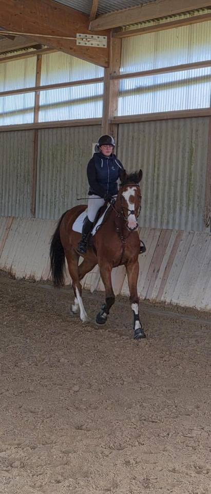 Mustang de Molion, Cheval sport, 4 ans, Bai; SF, 1.72