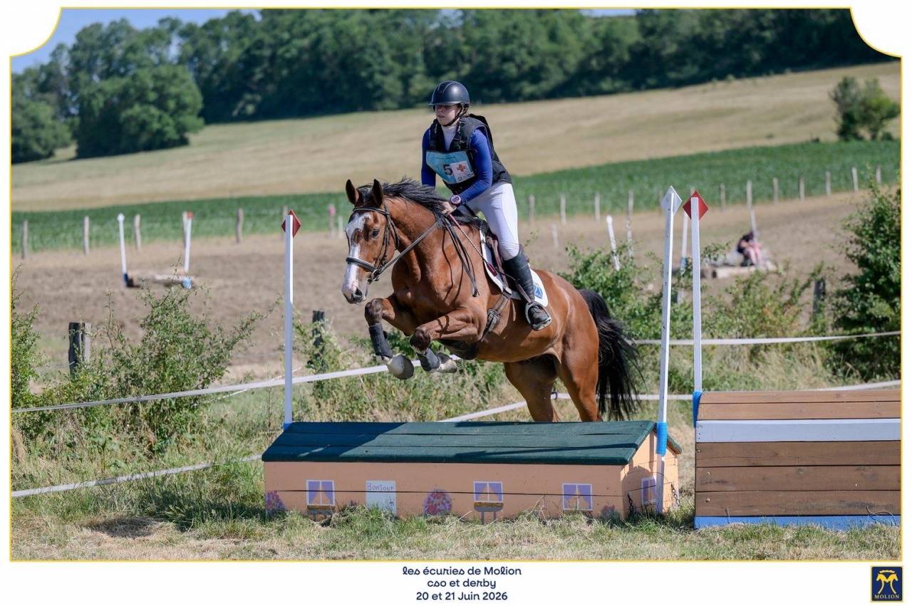 Mustang de Molion, Cheval sport, 4 ans, Bai; SF, 1.72
