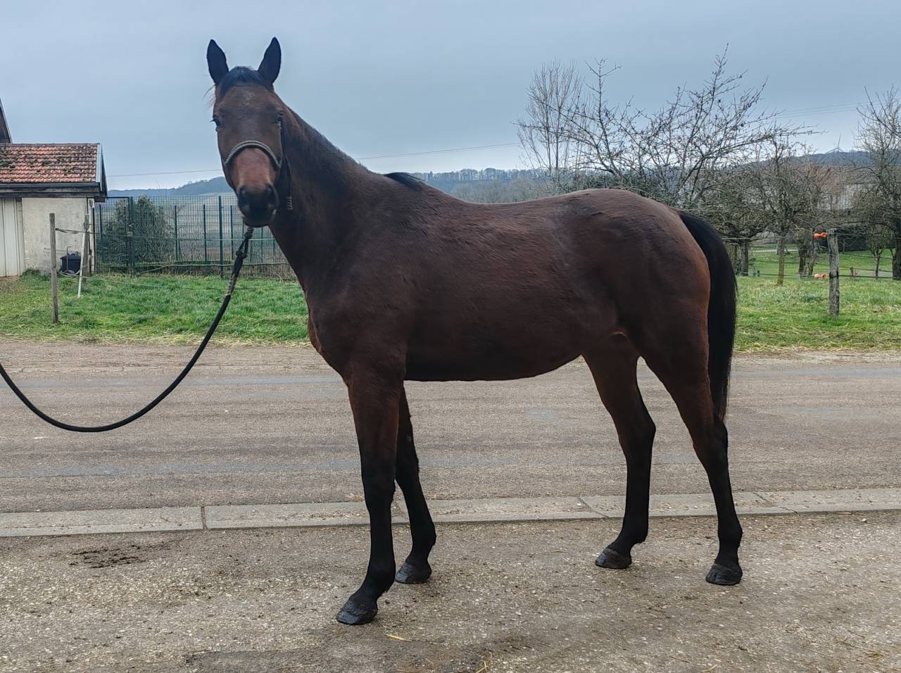 Jument, 4 ans, Bai; SF, toise 1. 65