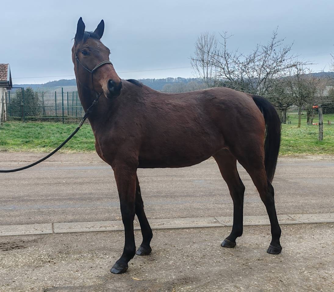 Jument, 4 ans, Bai; SF, toise 1. 65