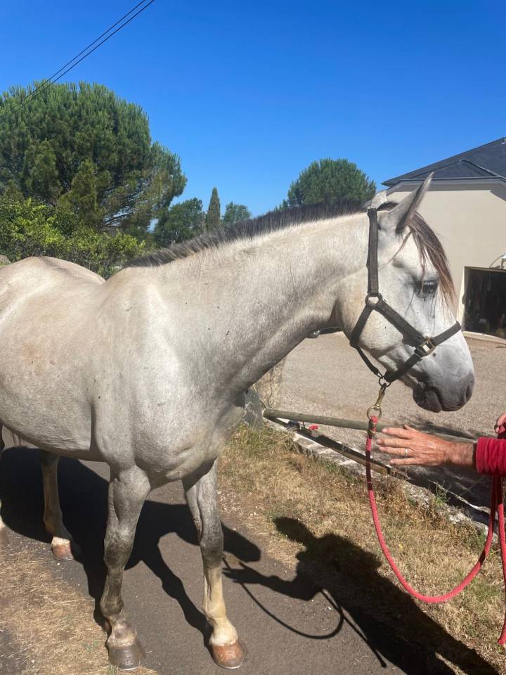 Kansas Cheval tr&egrave;s gentil 