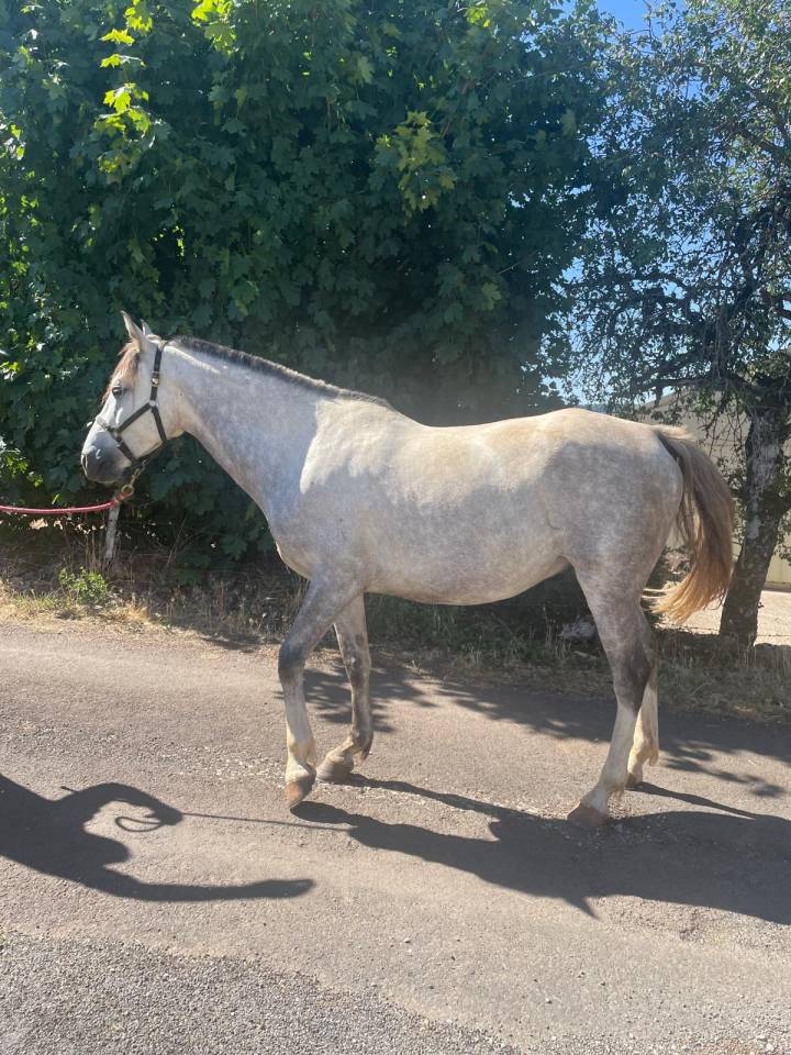 Kansas Cheval tr&egrave;s gentil 