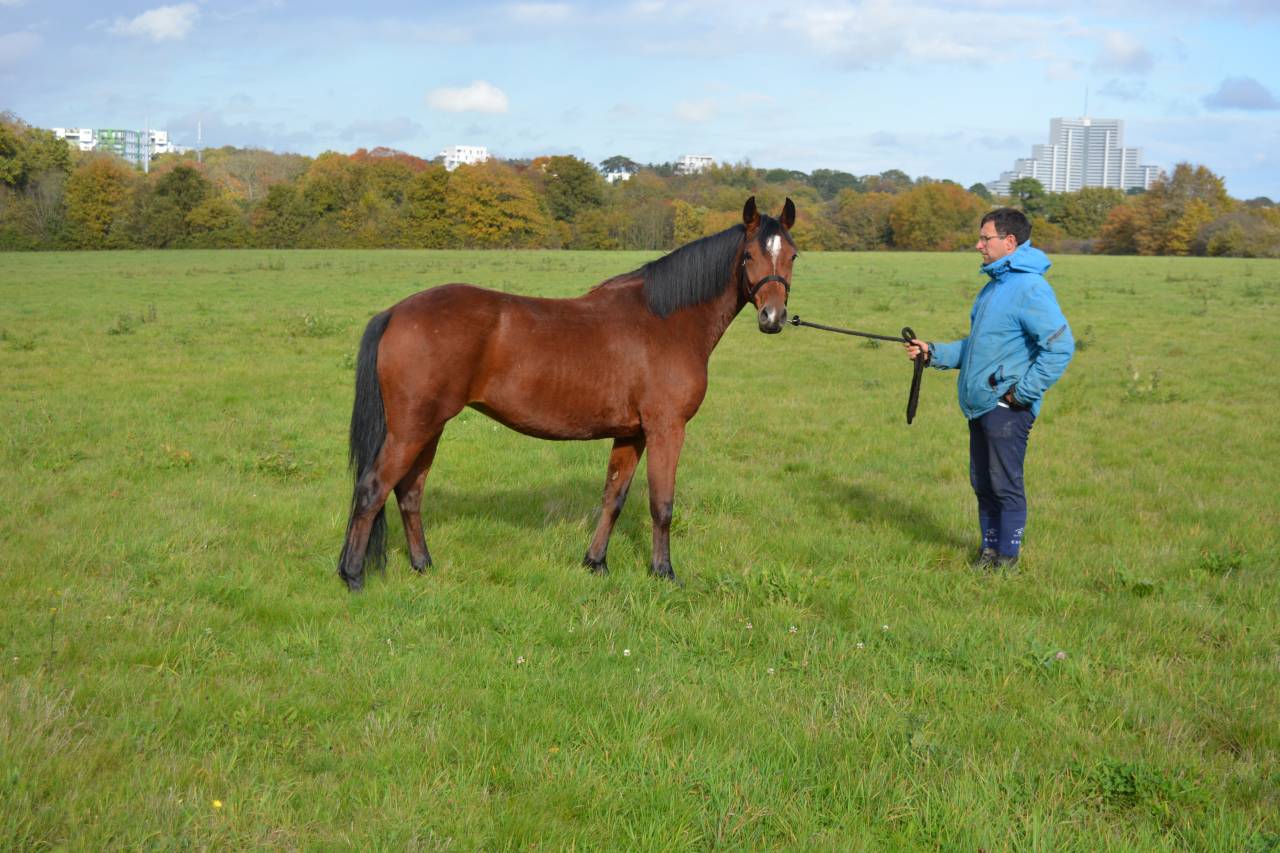 Superbe Ponette de 5ans 
