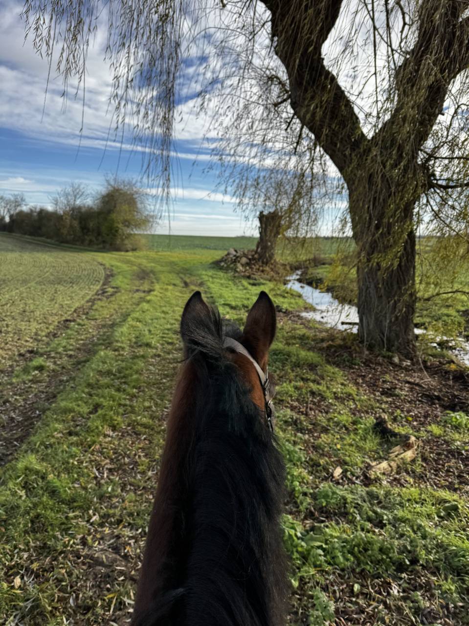 Jument TF 3 ans, petit mod&egrave;le