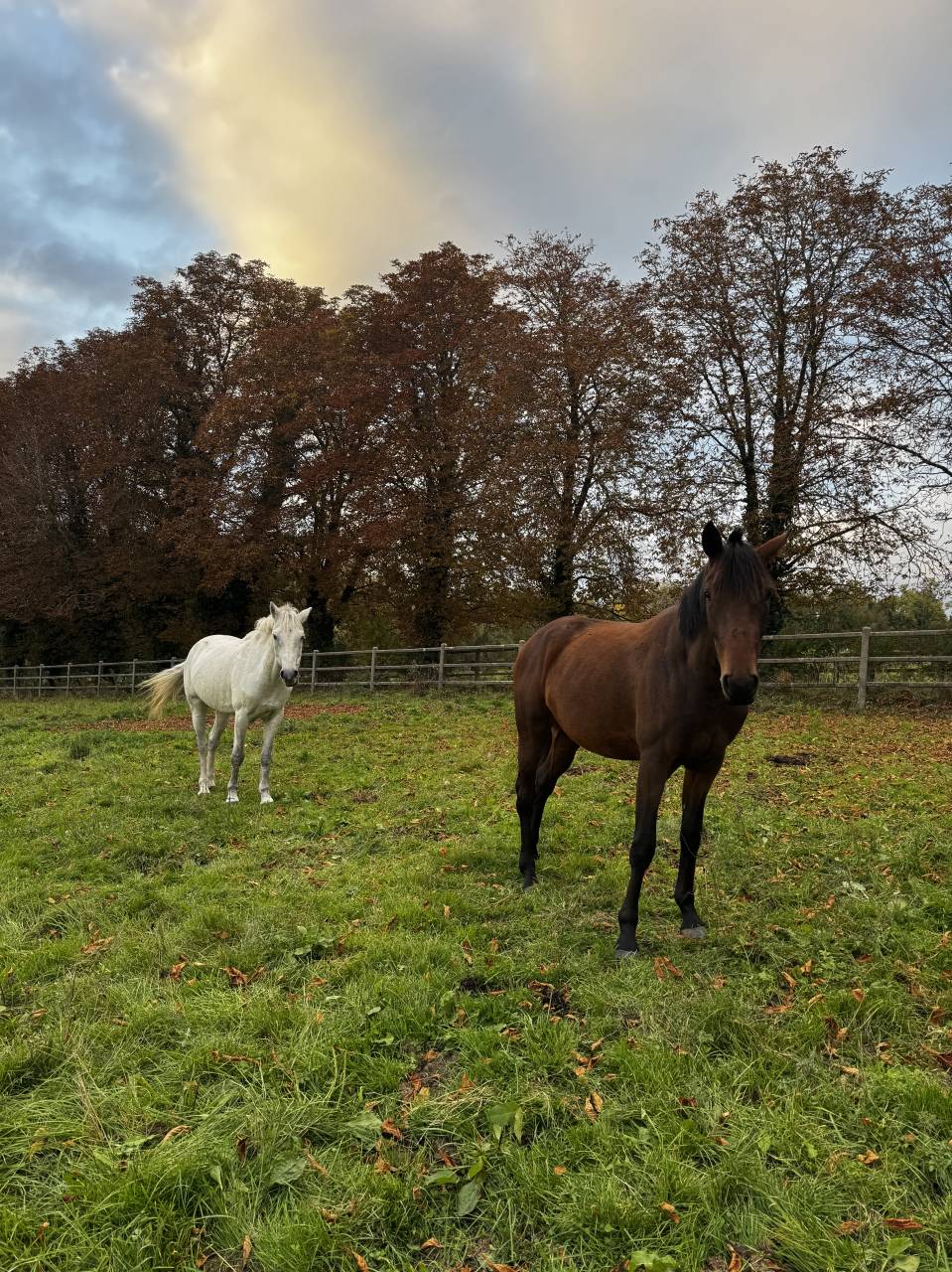 Jument TF 3 ans, petit mod&egrave;le