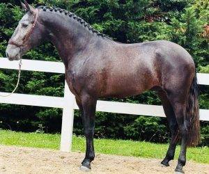 Un lusitanien qui fait craquer