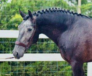 Un lusitanien qui fait craquer