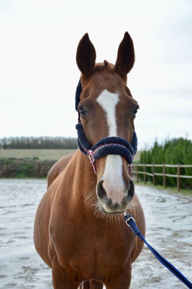 Poulini&egrave;re SF souche Fragance de Chalus 