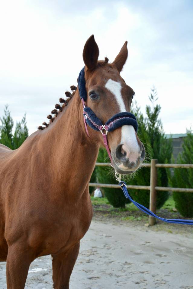 Poulini&egrave;re SF souche Fragance de Chalus 