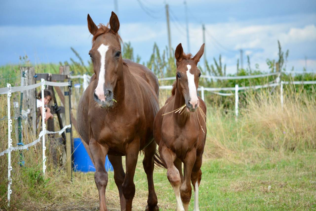 Poulini&egrave;re SF souche Fragance de Chalus 