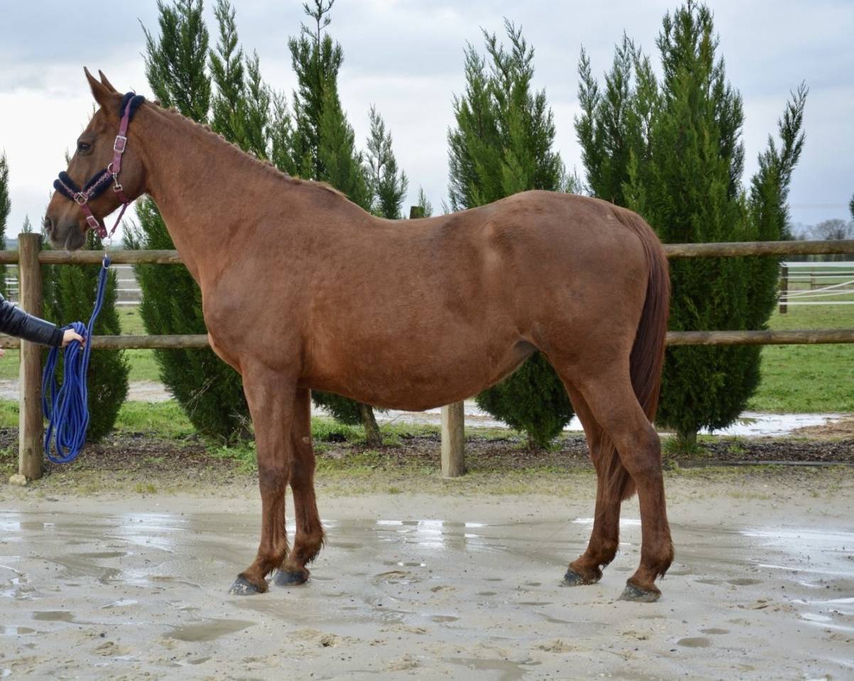 Poulini&egrave;re SF souche Fragance de Chalus 