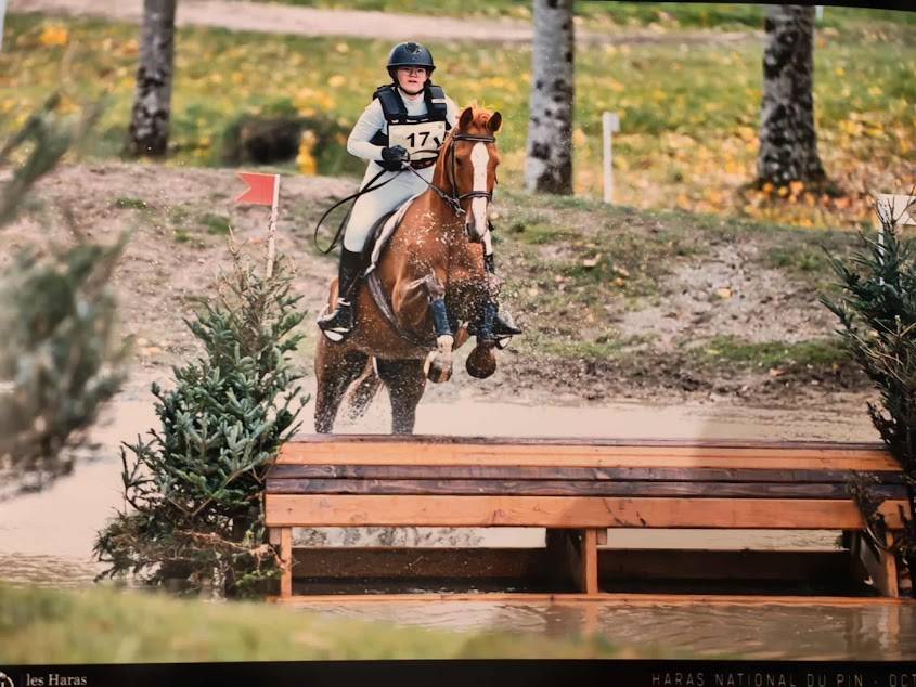 Demi-pension sur top jument de CCE, dressage, hunter !