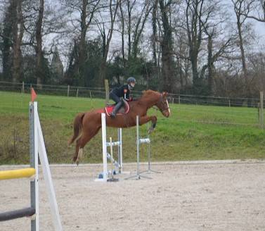 Demi-pension sur top jument de CCE, dressage, hunter !