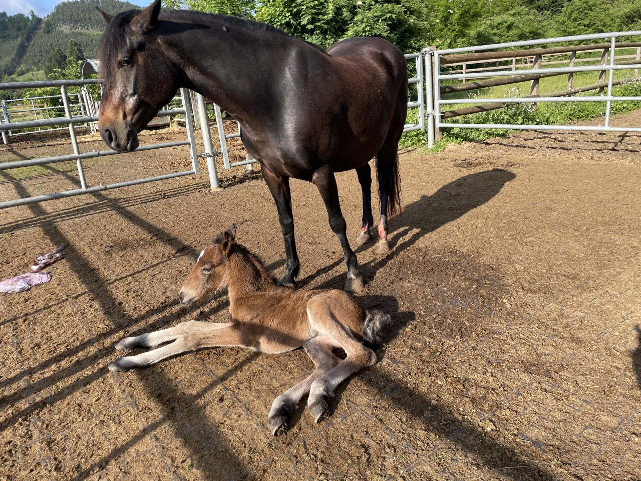 POULINIERE CONNEMARA  7 ANS  PP