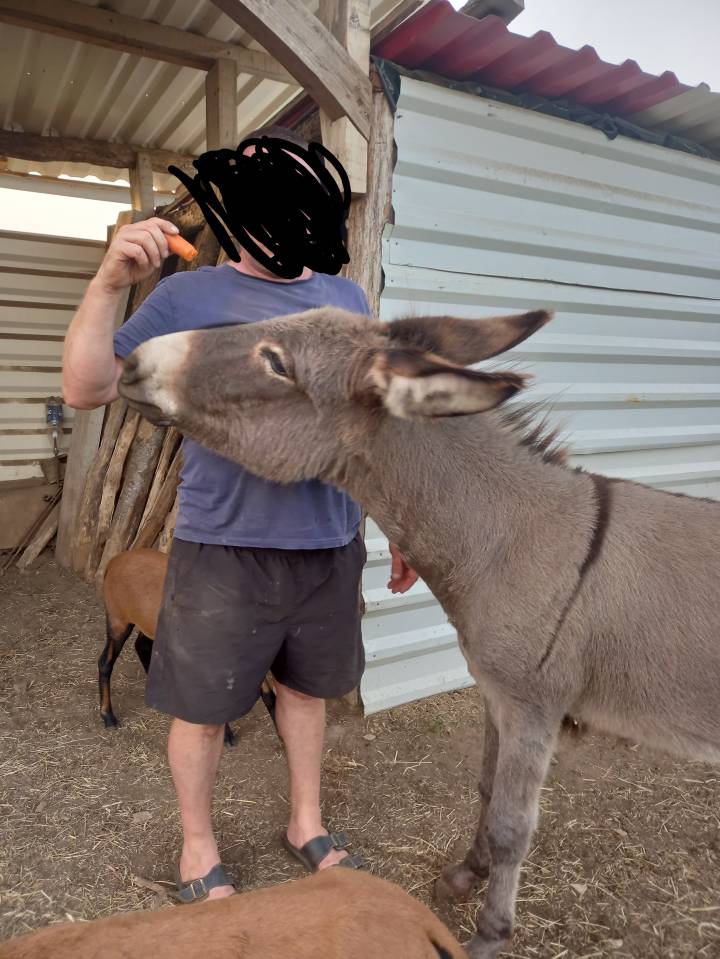 &Acirc;nesse de 3 ans