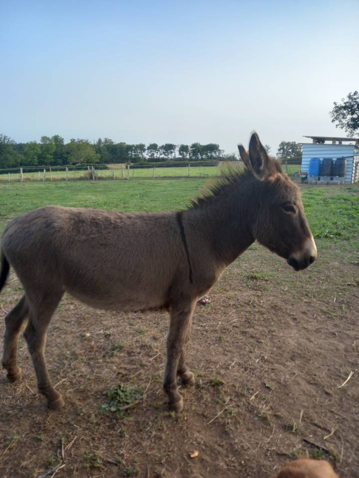 &Acirc;nesse de 3 ans