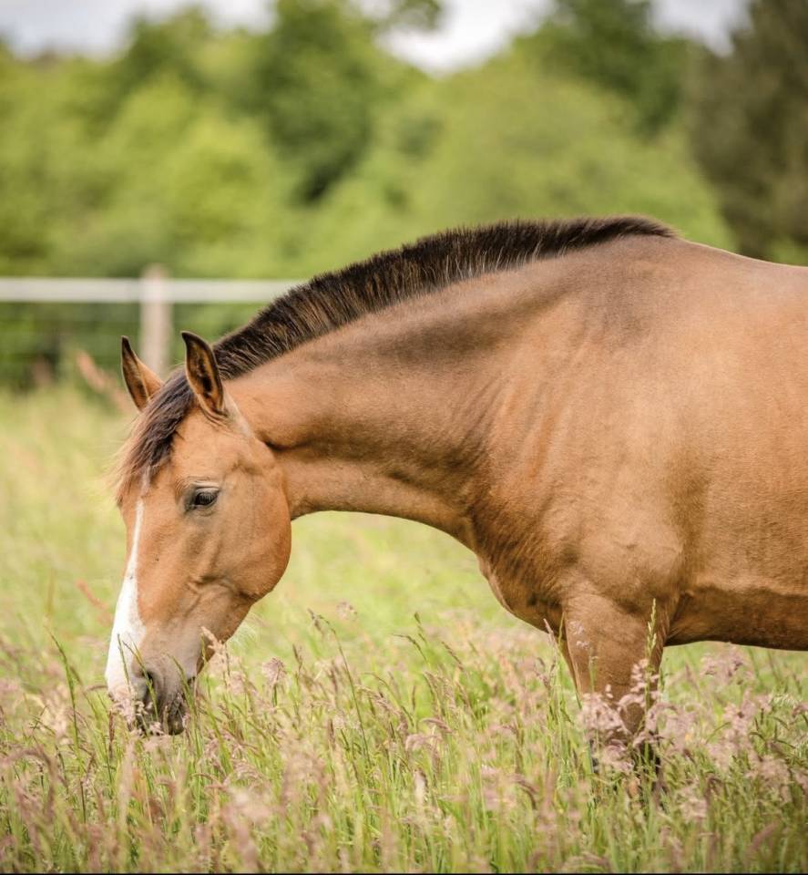 Jument pure race espagnole (PRE)