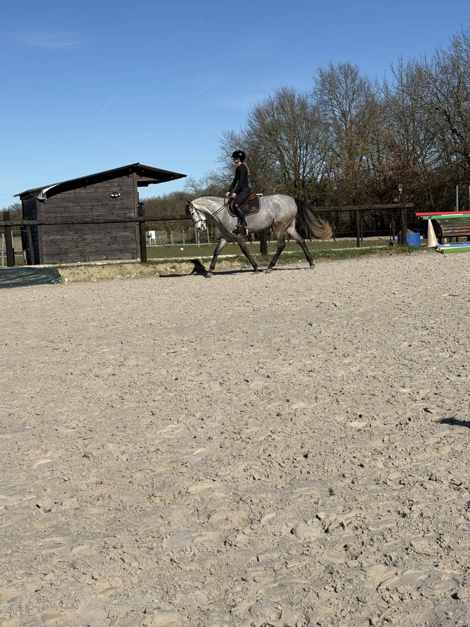 Jument PR&Eacute; 5 ans