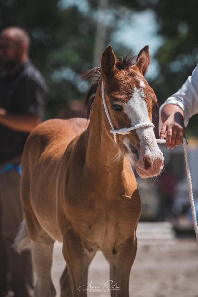 Poney Welsh cob 