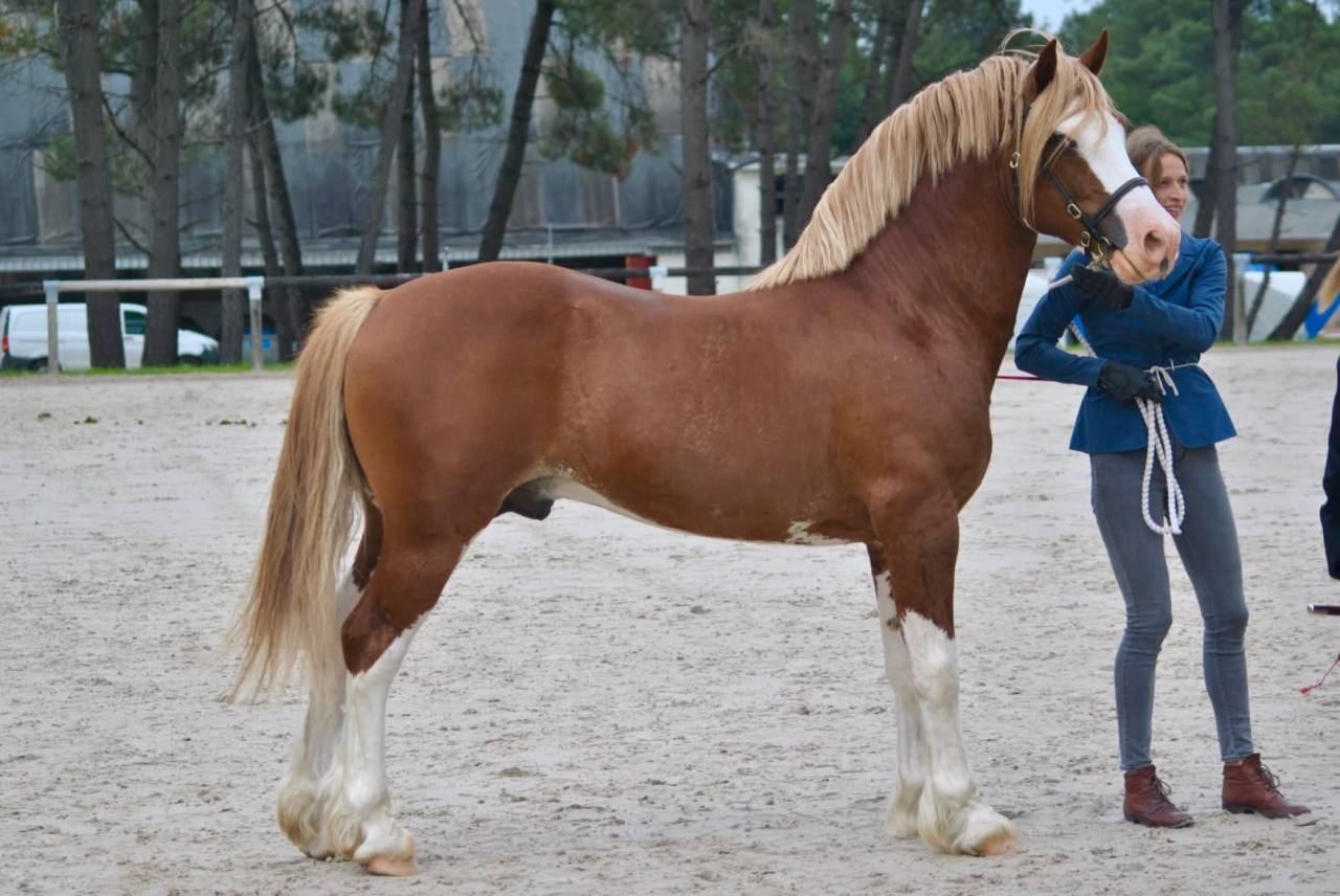 Poney Welsh cob 