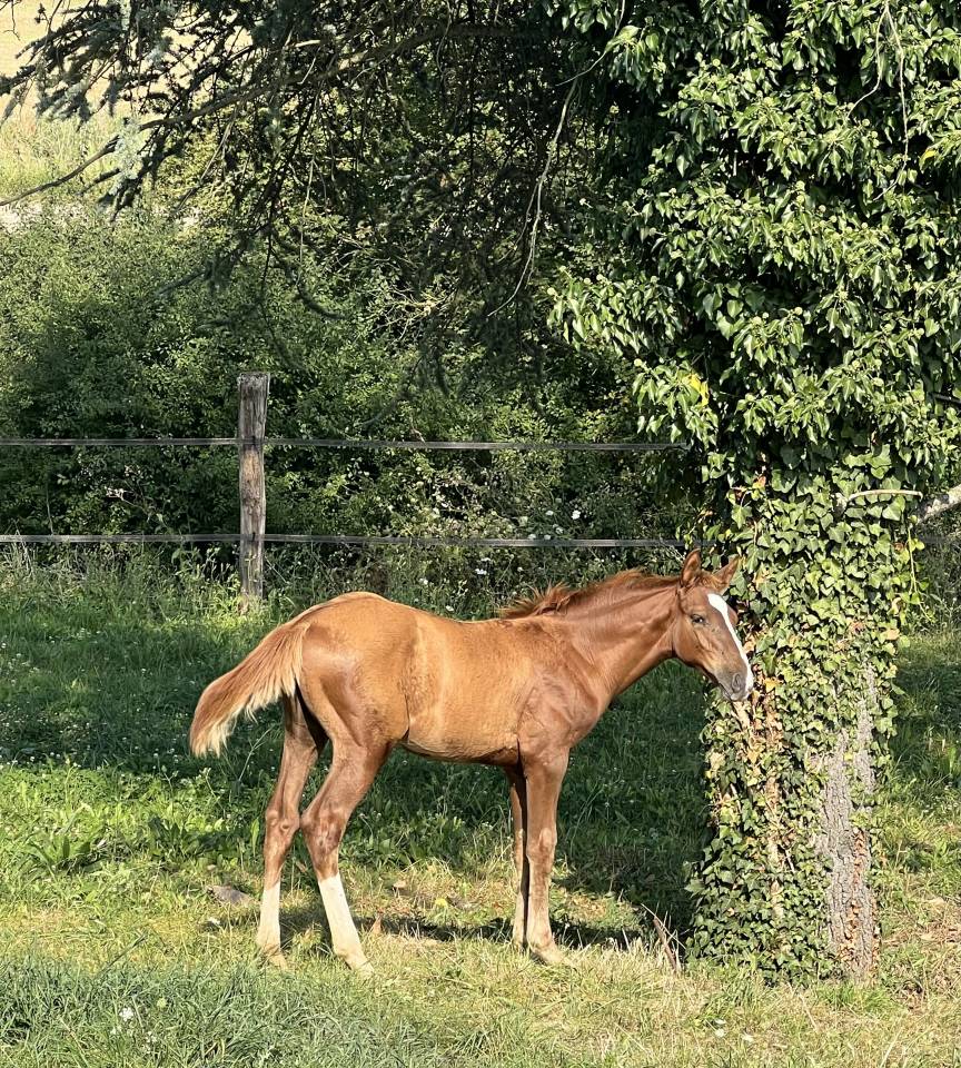 M&acirc;le 2 ans en 2026 MYLORD CARTHAGO X QUIDAM