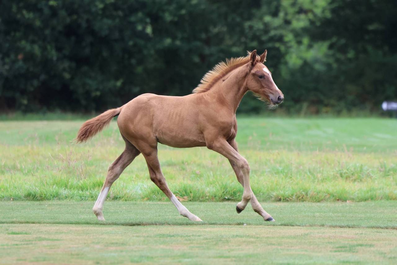 YEARLING SFO ANDIAMO X NABAB DE REVE 