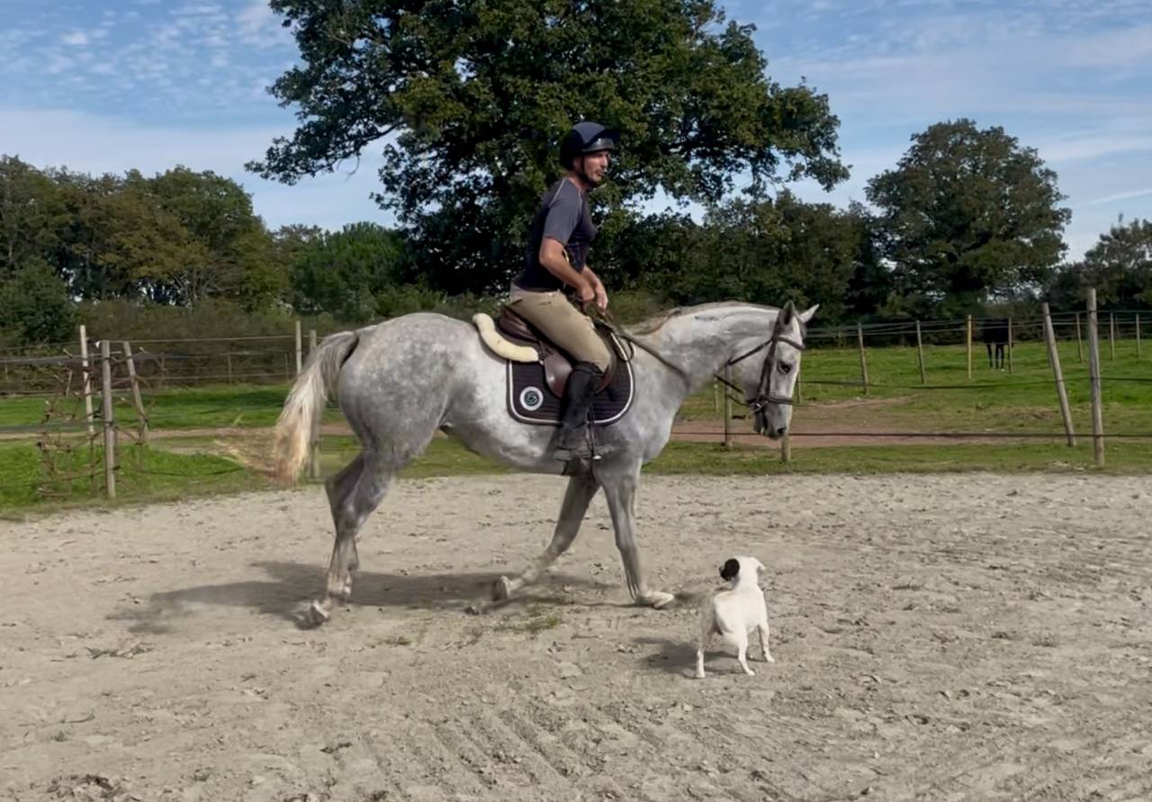 Epona du rheu jument 6 ans