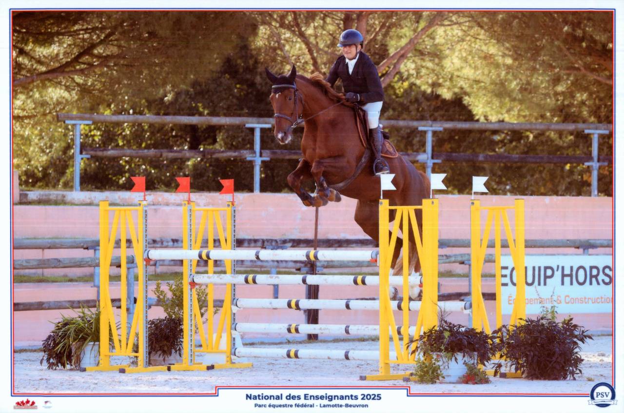 Belle jument de sport tr&egrave;s polyvalente - Direct &eacute;leveur