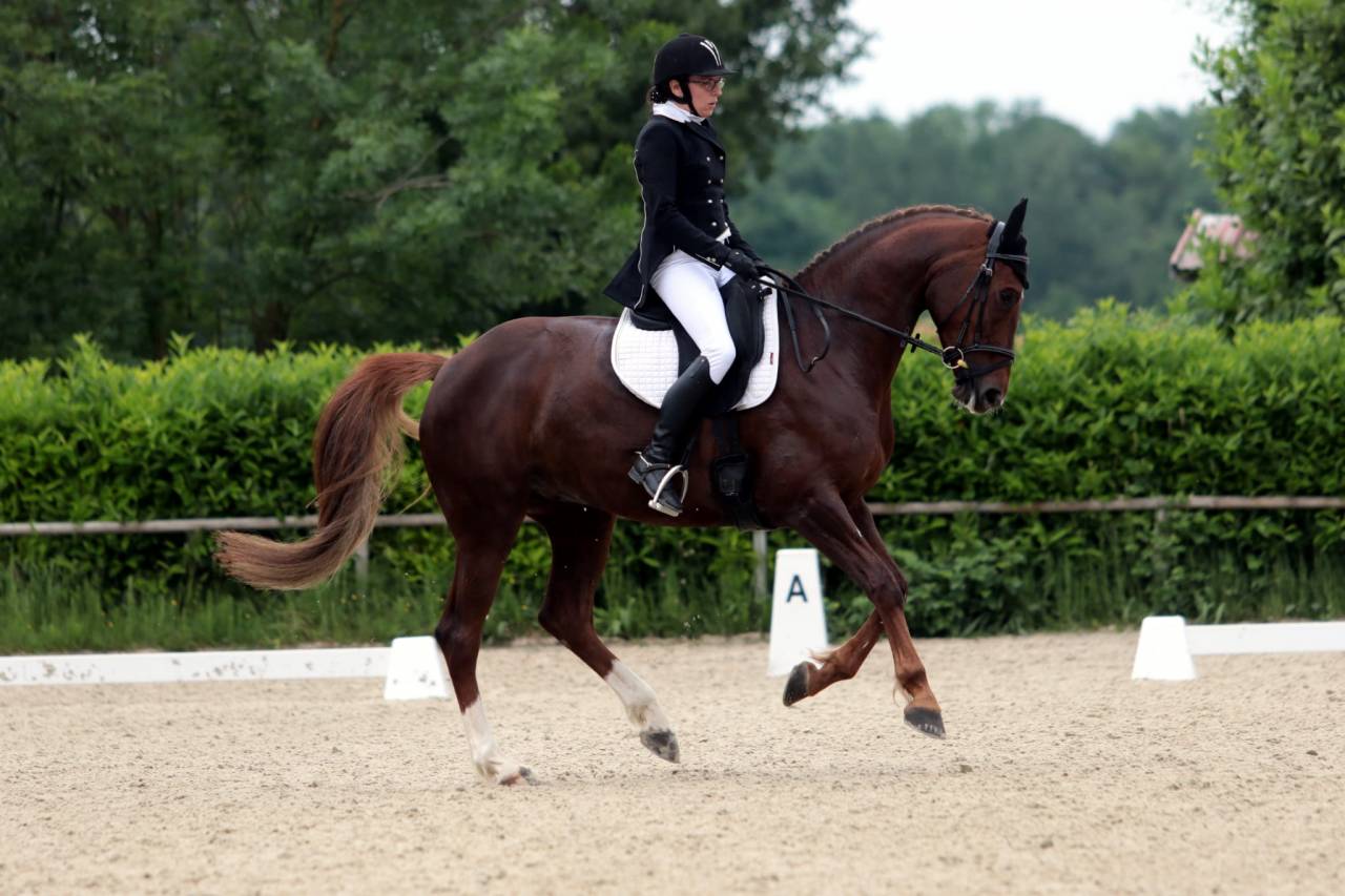 Belle jument de sport tr&egrave;s polyvalente - Direct &eacute;leveur