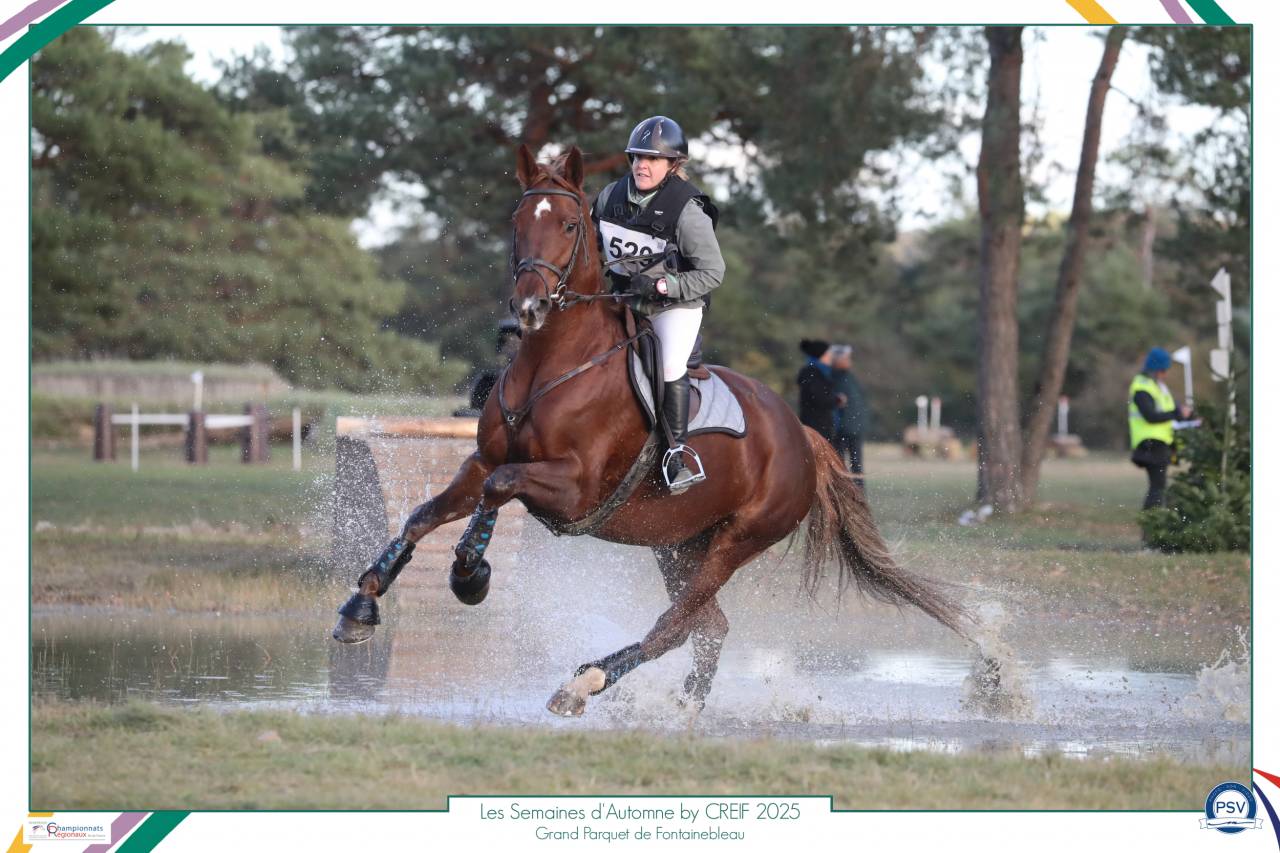 Belle jument de sport tr&egrave;s polyvalente - Direct &eacute;leveur