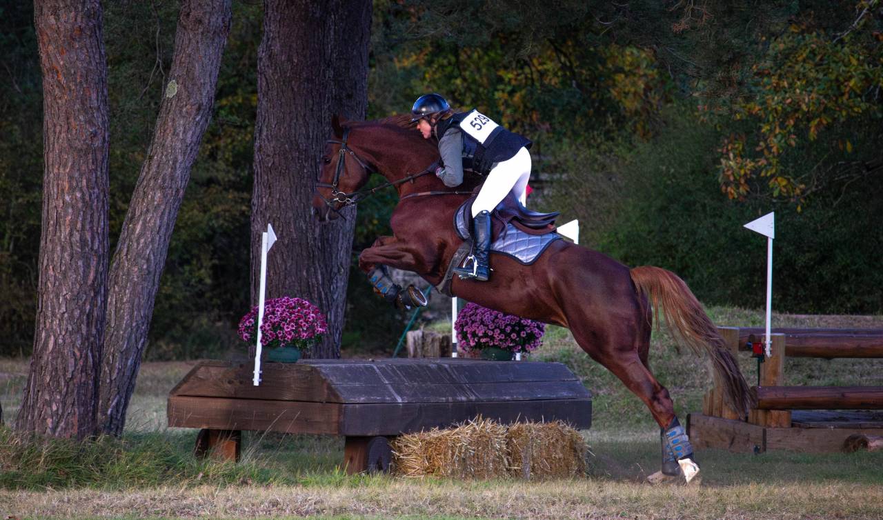 Belle jument de sport tr&egrave;s polyvalente - Direct &eacute;leveur