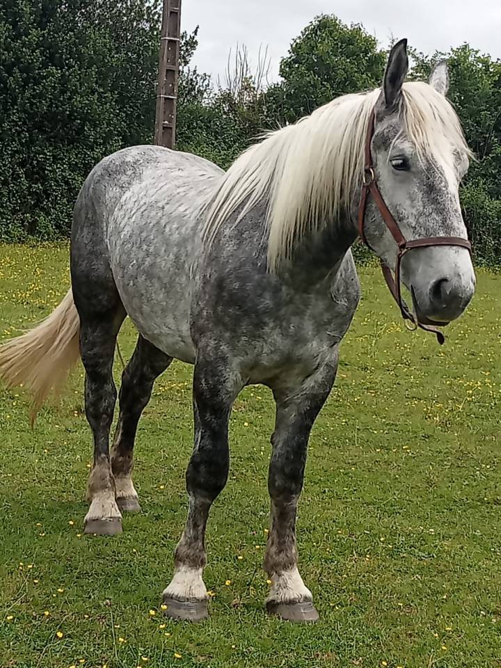 jeune percheron 