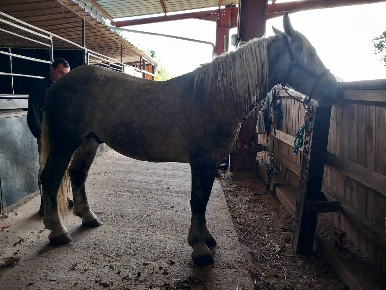 jeune percheron 