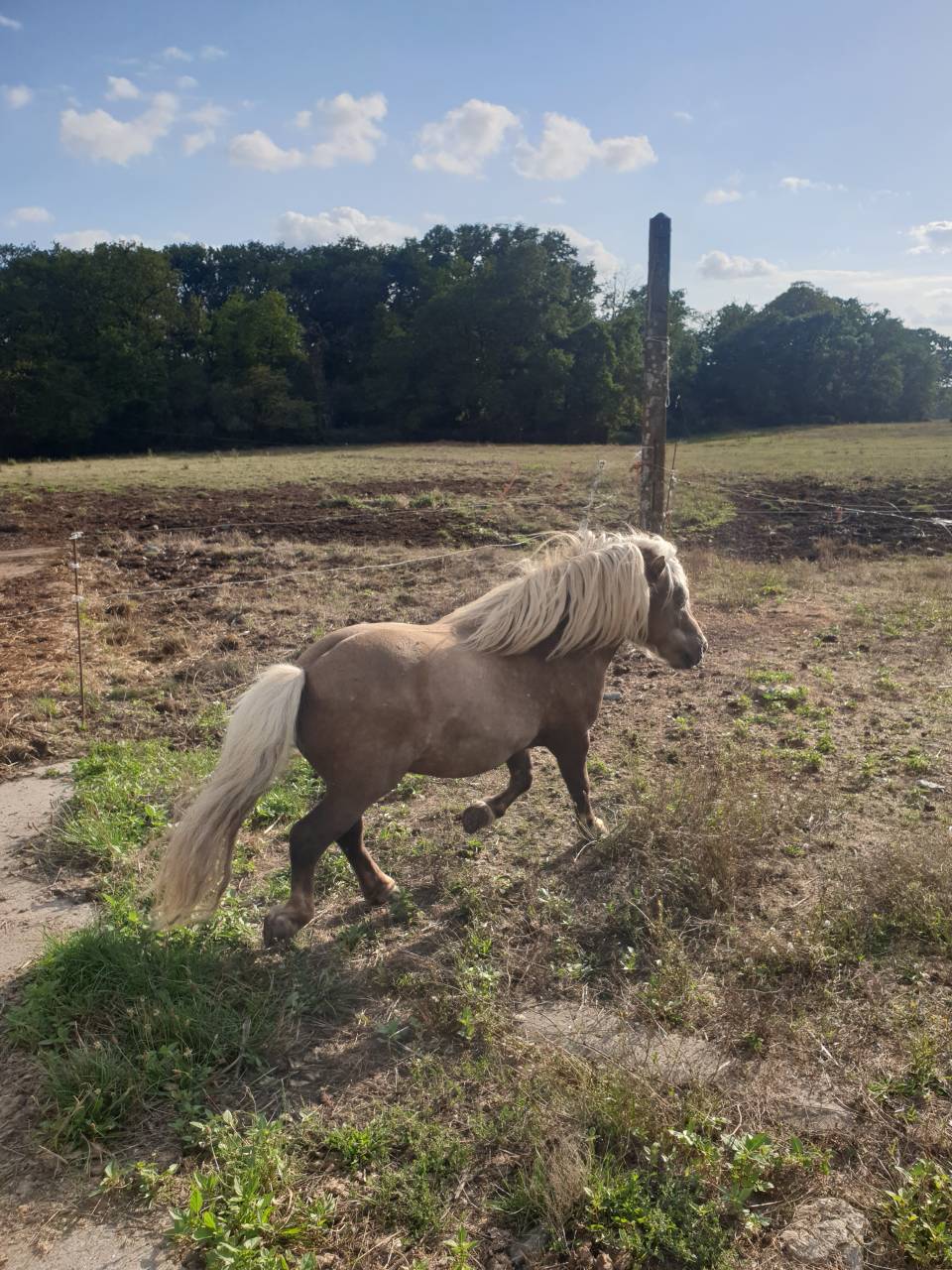 2 shetlands a vendre 