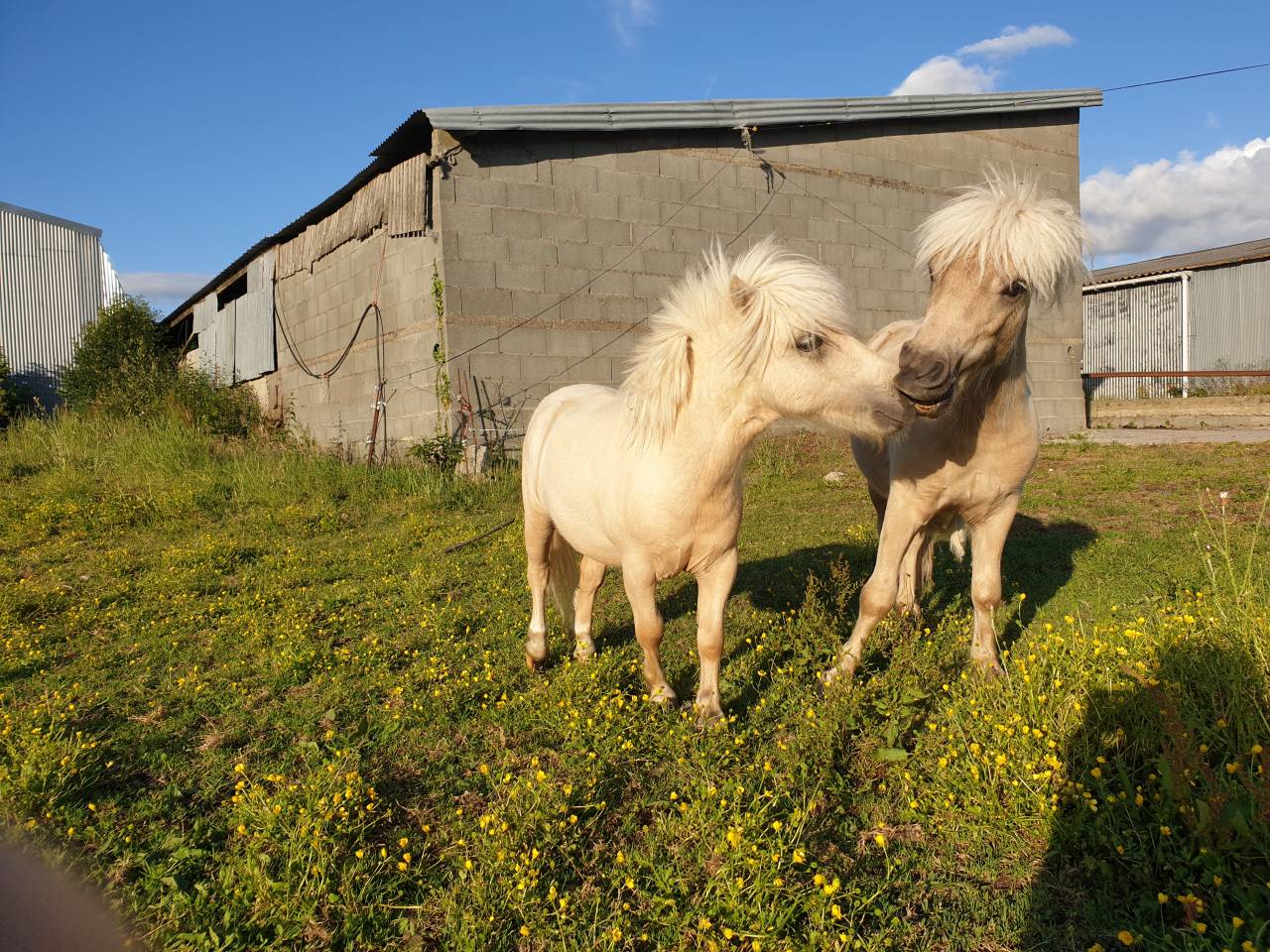 2 shetlands a vendre 