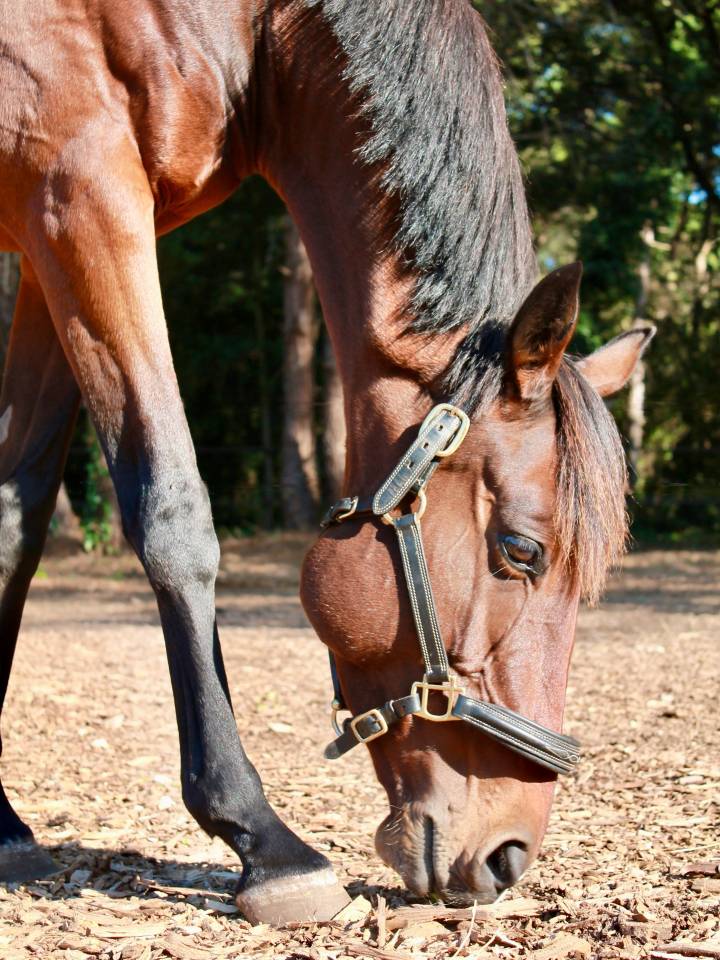 Pur sang irlandaise PP 7 ans 