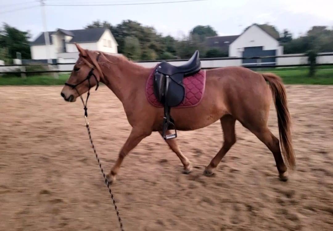 Jument Poney Landais