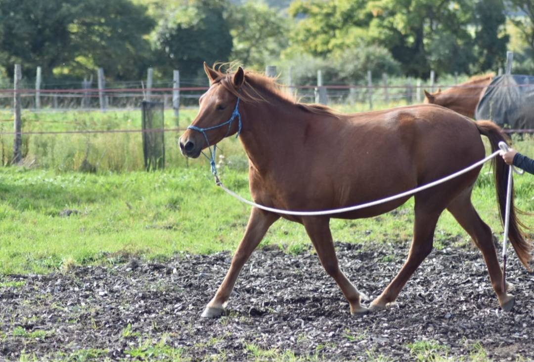 Jument Poney Landais